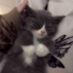 Cat World! :) <3
