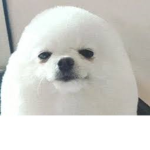 Epic Egg Dog Cult