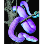 the reptile peeps