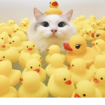 RIP Jeff le duck