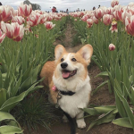 The Best Corgi