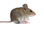 MC: Mice United