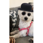 Simply Livy