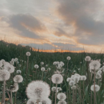 -+- Dandelion Studios -+-