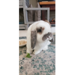 Creativebun