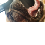 The pugs mad by Matteo