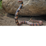 Pythonn