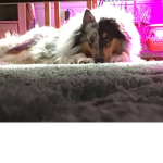 Dog liker group
