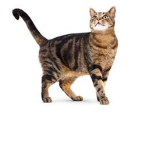 OMG! cat kitty club