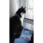 La team peut chat