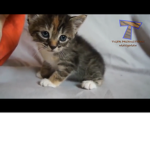 The kitten cat club
