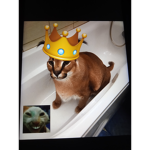 Floppah KinGd0m