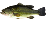 FISH WITH A GUN...