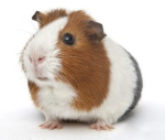 ~| guinea pigs of roblox |~