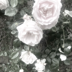 lvsxvsl