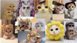 I<3Kittens&Cats