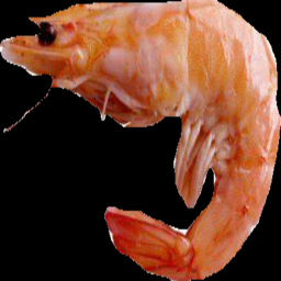 SHRIMP OF WAR(WIP)