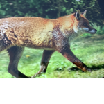 The fox head fighters