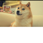 !!!The Doge Squad!!!