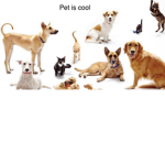 The pet heroes