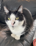 TOBYS THE CAT’S CLUB/CRIB
