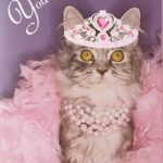 Queen kitten