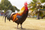 Ayam and others Group
