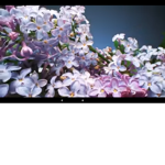Blueberryblosson club