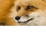 FOX ROPLAY