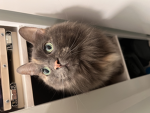Cat is the answer