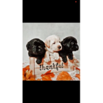 Puppy’s Queen