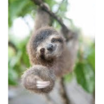 $Sloths Clothing Store$