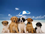 The Tiny Playz Club