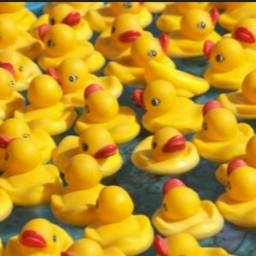 DUCKY LAND!!!!!