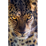 The Jaguars of Boxing