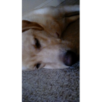 Thor the dog's group