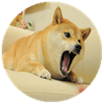 도기마을 doggy downtown