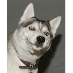 HayImHuskyTheFox