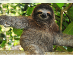 Sloth FANS Forever!