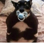 Doge cia
