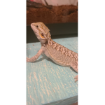 HOLA NIÑOO