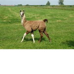 Chill llama peeps