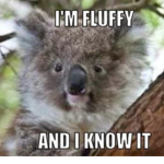 Livvy_Koala