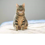 amo a los gatos :D