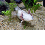 Axolotl Lodge