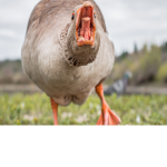Elite Goose Force