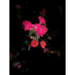 roses and thorns <3