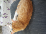 KITTYKATIE!