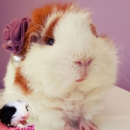 guinea pig camp