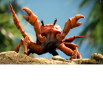 Crab rave squad